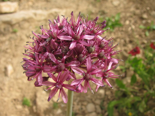 Allium aschersonianum (Allium aschersonianum)