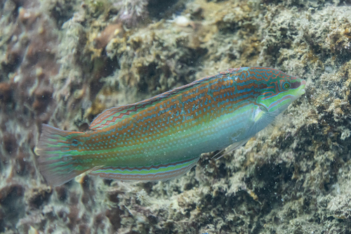 Coris aurilineata observed 2025-02-15