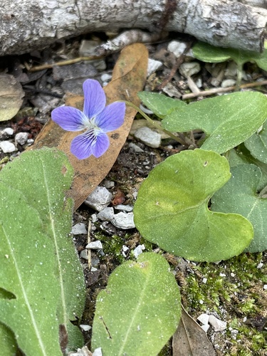 Viola floridana, photograph 3