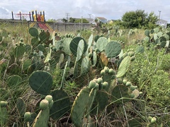 Opuntia tunoidea
