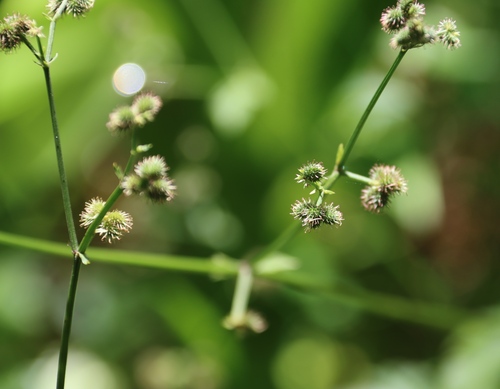 Sanicula elata, photograph 6