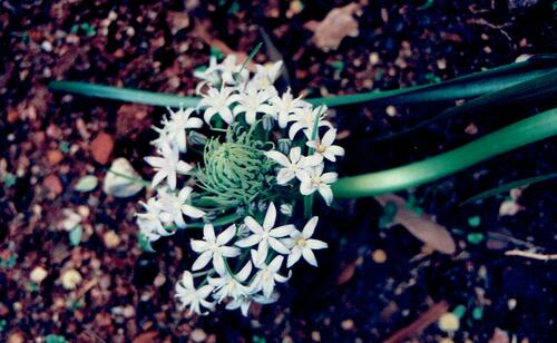Portuguese squill (Scilla peruviana)