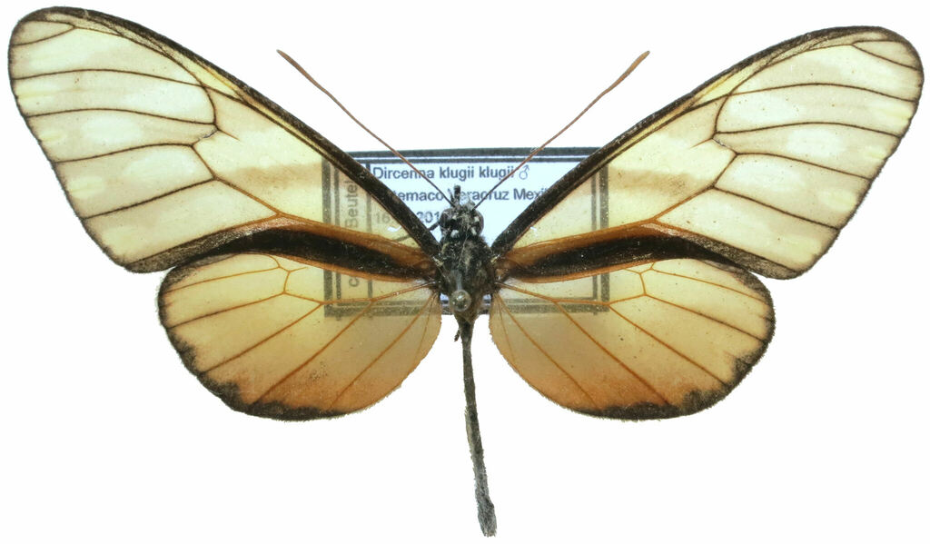 Klug's Clearwing