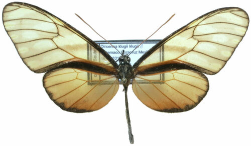 Klug's Clearwing