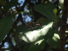Spathophora