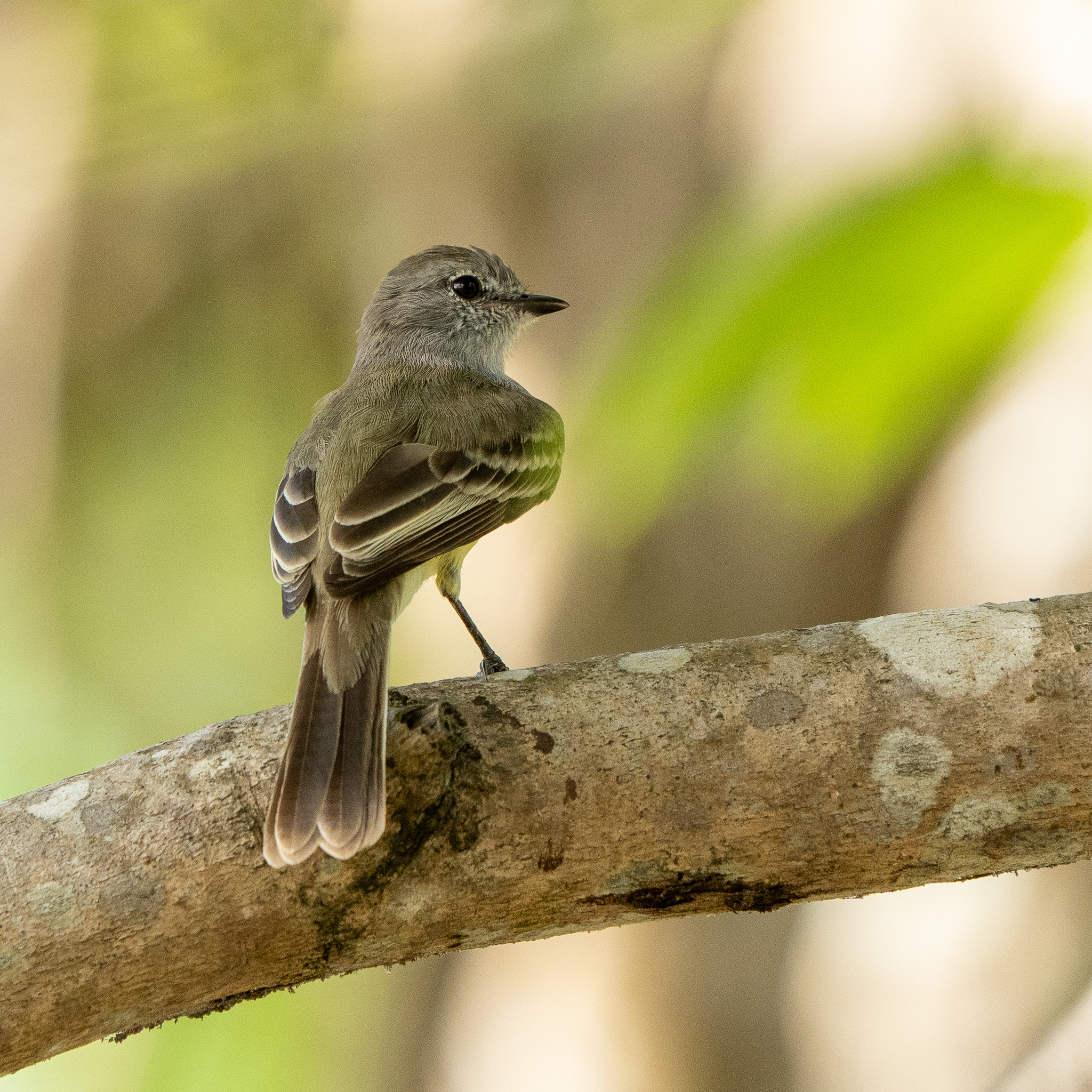 Northern Scrub Flycatcher (Sublegatus arenarum), photo 9