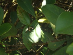 Spathophora