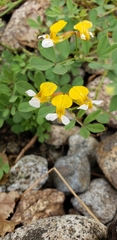 Hosackia pinnata