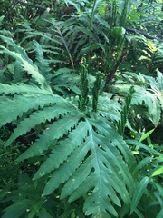 Onoclea sensibilis