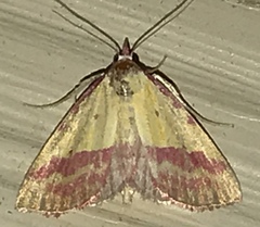 Phytometra rhodarialis