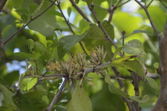 Dendrophthoe pentandra