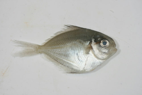 Butterfish (Peprilus burti) — Stromateidae — 2