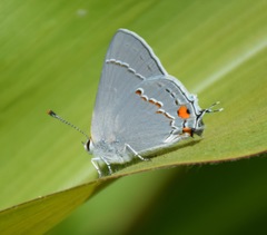 Gray Hairstreak - Photo (c) Cat Chang, some rights reserved (CC BY-NC), uploaded by Cat Chang