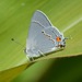 Gray Hairstreak - Photo (c) catchang, some rights reserved (CC BY-NC), uploaded by catchang