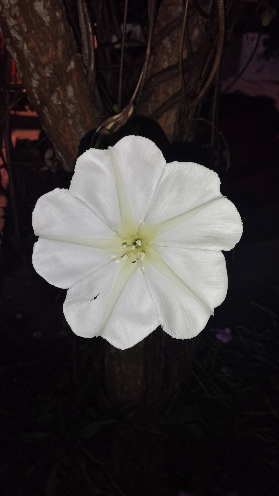 Ipomoea alba