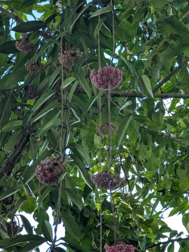 Was plant (Hoya pubicalyx)