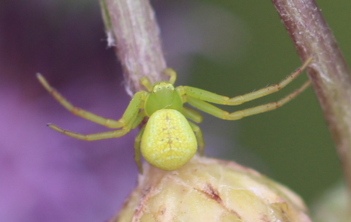 Triangle Crab Spider