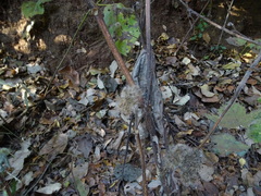 Girardinia diversifolia