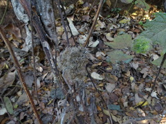 Girardinia diversifolia