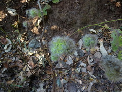 Girardinia diversifolia