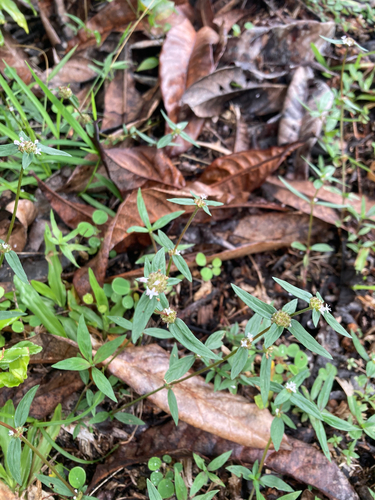 Spermacoce remota observed 2025-02-15