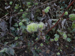 Girardinia diversifolia