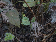 Girardinia diversifolia