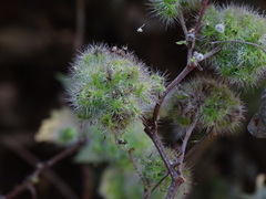 Girardinia diversifolia