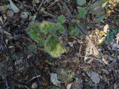 Girardinia diversifolia