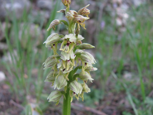 Galilee orchid (Orchis galilaea)