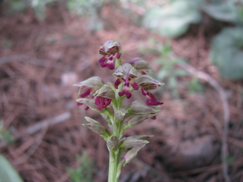 Image of Orchis galilaea by (c) Nachman bones, some rights reserved (CC BY)