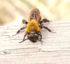 Andrena
