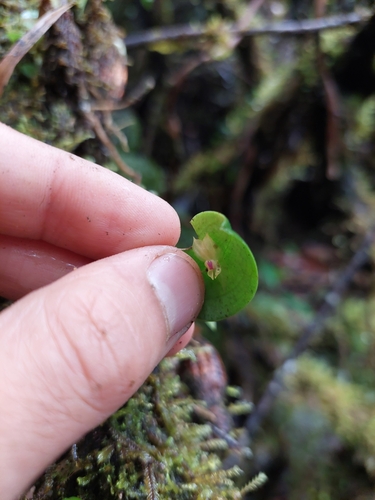 Lepanthes dunstervilleorum, photograph 3