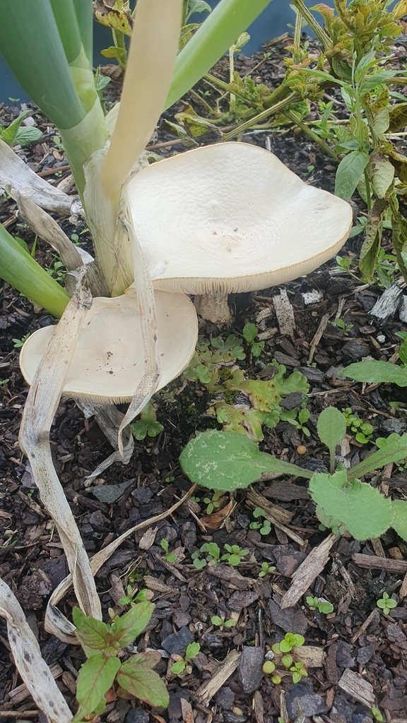 Melanoleuca verrucipes · February 2025 · photo: © sydney75 (iNaturalist, cc-by)