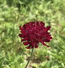 Knautia macedonica