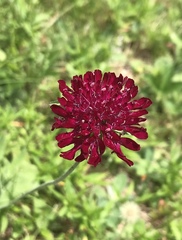 Knautia macedonica