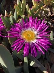 Carpobrotus quadrifidus