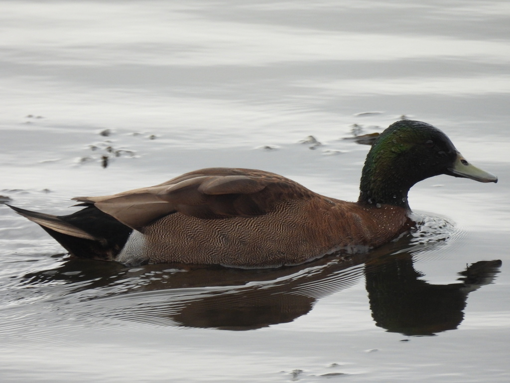 Chestnut Teal × Mallard