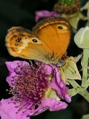 Coenonympha corinna