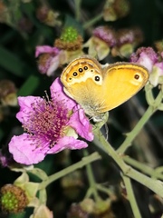 Coenonympha corinna