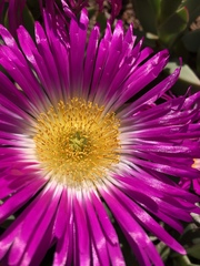 Carpobrotus quadrifidus
