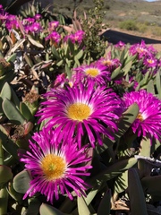 Carpobrotus quadrifidus