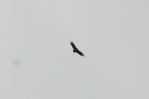Hooded Vulture