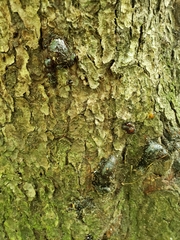 Camarops petersii