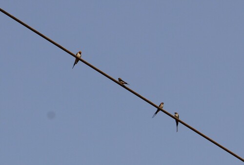 Lesser Striped Swallow