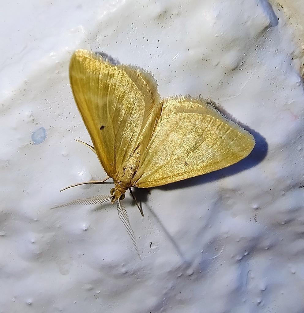 Asaphodes oraria