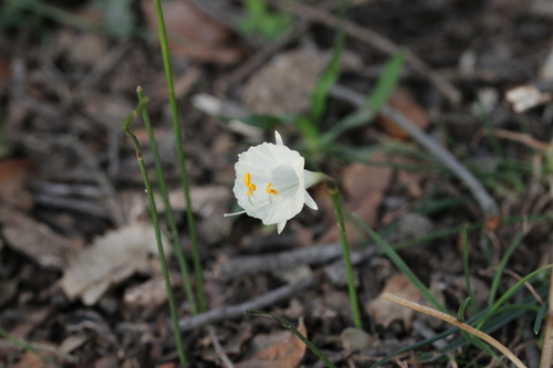 Image of Narcissus cantabricus by (c) Javier Sánchez Álvarez, some rights reserved (CC BY)
