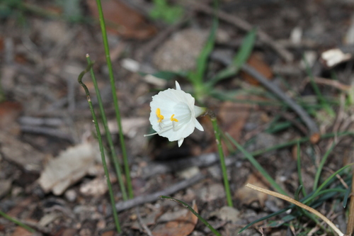 Narcissus cantabricus, photograph 6