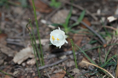 Narcissus cantabricus, photograph (c) Javier Sánchez Álvarez, some rights reserved (CC BY)