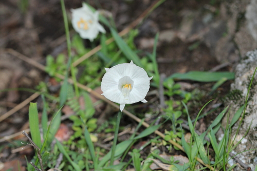 Image of Narcissus cantabricus by (c) Javier Sánchez Álvarez, some rights reserved (CC BY)